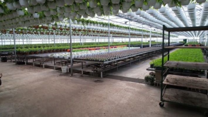 Rinzema Greenhouse: Wholesale Greenhouse & Florist
