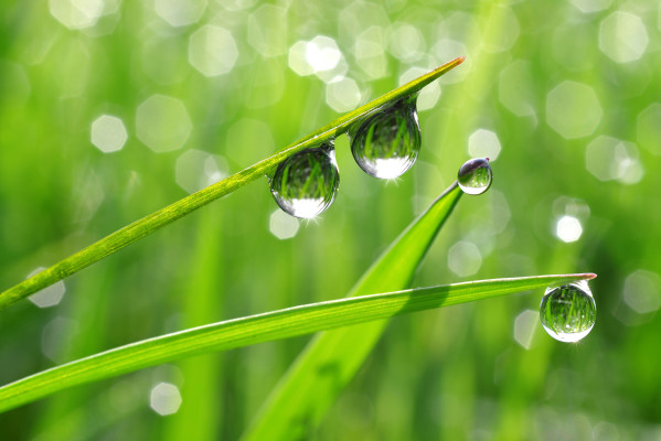 High Profit, Upscale Lawn Care Franchise Business