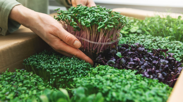 Well Established Microgreen Farm