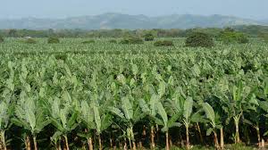 Agriculture Project Land for Sale