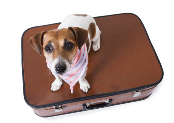 Boarding & Dog Daycare Business