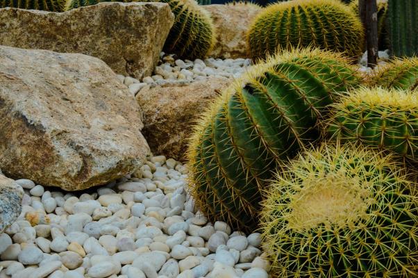 Growing Landscape Design and Build Company