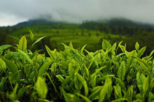 Looking for Soya Agriculture Investors