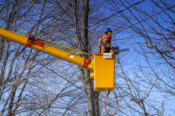 30-Year Old Tree & Lawn Service