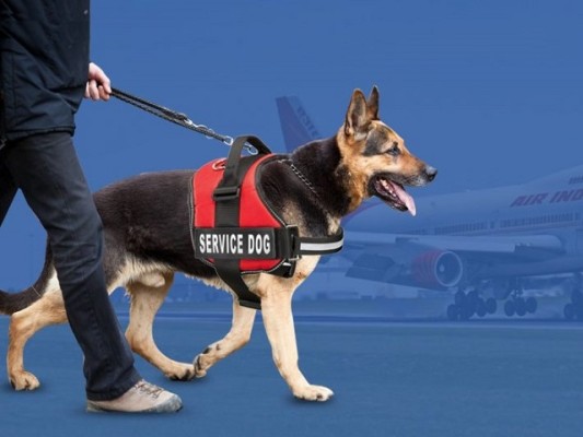 Telehealth Pet for Emotional Support Certification