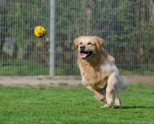 E-Commerce Pet Nutritional Product
