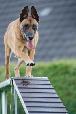 Dog Training And Daycare Center With Real Estate