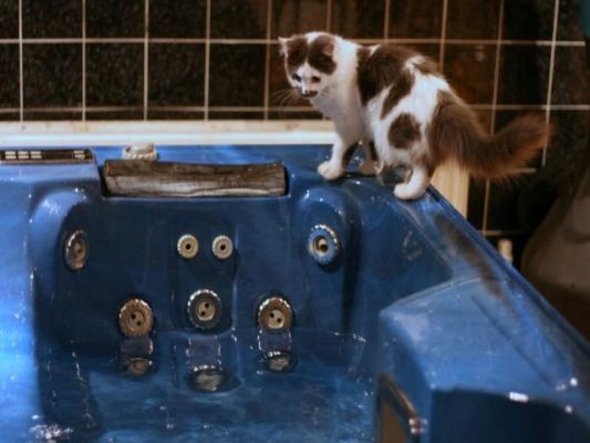 Profitable Retail Spa and Hot Tub Business