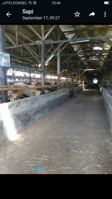 Cows Cattle Farms 14.6 Hec For Sale USD 6 Millions