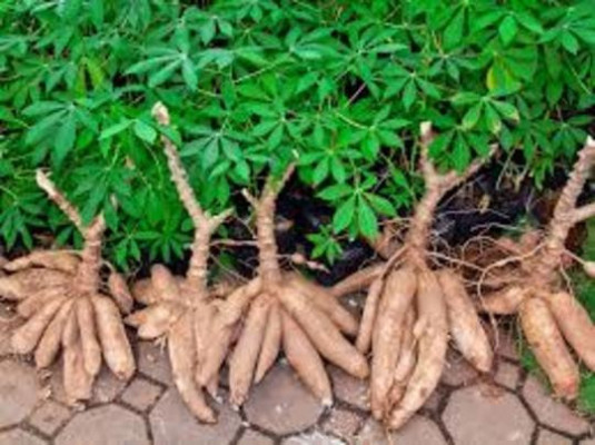 Wanted Funding Cassava Project Sri Lanka