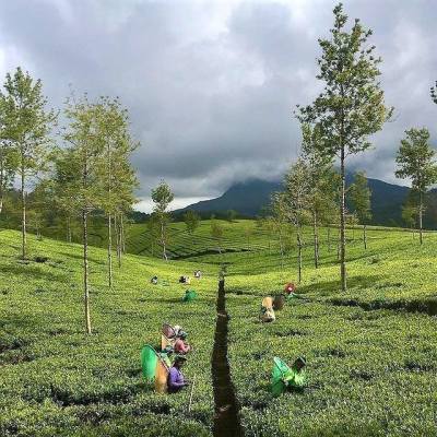 Tea Estate & Export Business for Sale