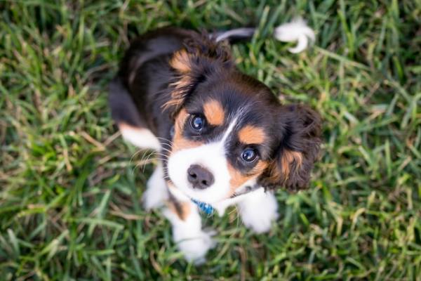 Pet Services with 25% YOY Growth