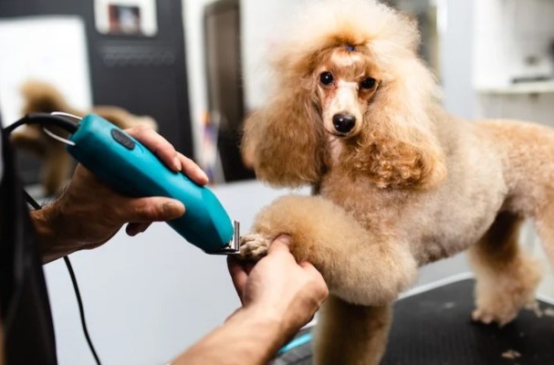 Pet Salon in Highly Affluent Community