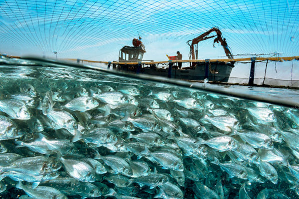Seek $2MM for Aquaculture Startup: High Returns