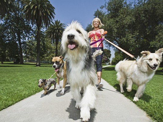 Pet Care Business