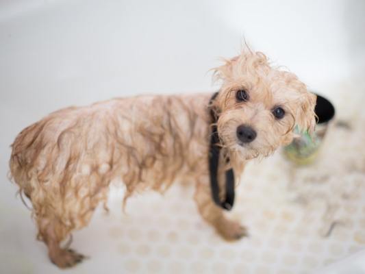 Full Service Pet Grooming & Self Service Dog Wash