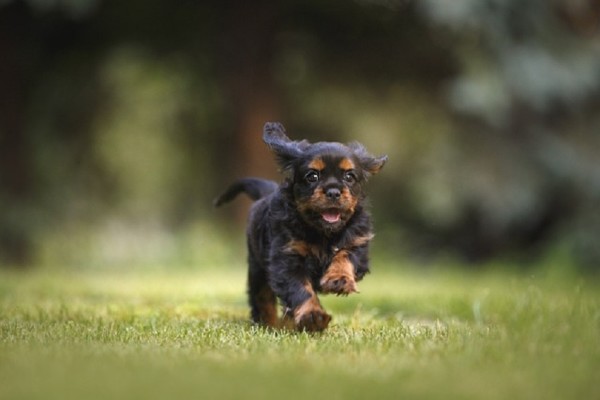 Established Pet Containment Franchise for Sale