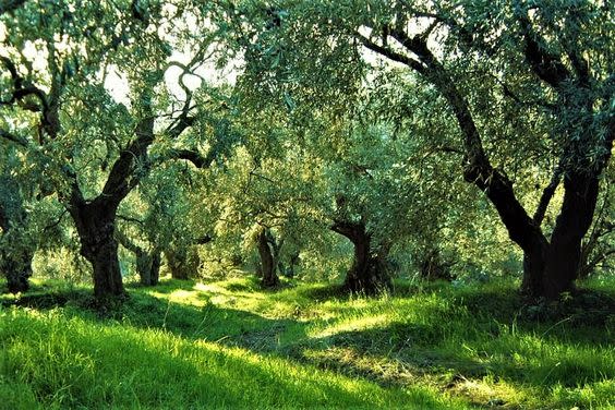 Sell Olive Grove Land with 1359 Acres - Portugal