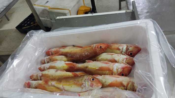 Seafood Plant For Sale (Fresh Fish /Export)
