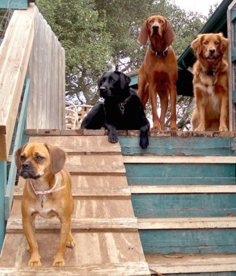 Must See Dog Daycare & Boarding Opportunity