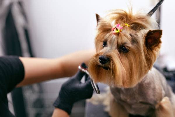 Central Indiana Pet Spa & Salon with Retail for Sale