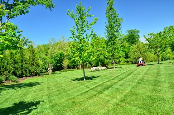 Lawn Care and other Lawn Related Services