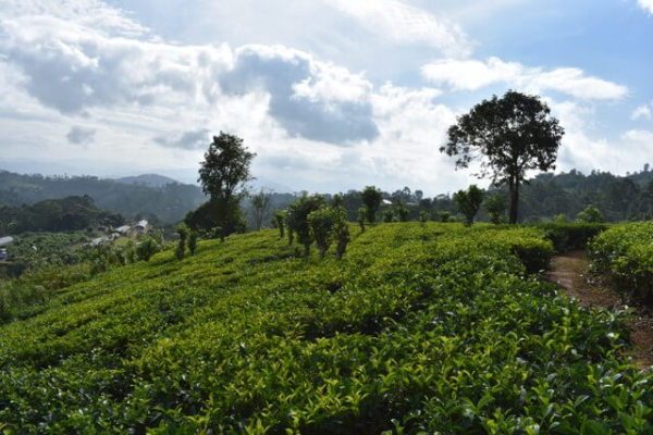 Sri Lanka Tea Estate for Sale