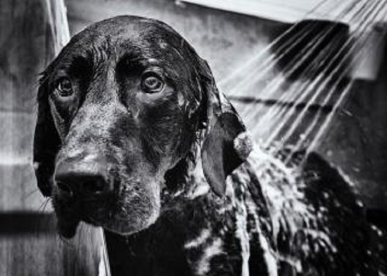 Luxury Pet Spa for Sale in Queens