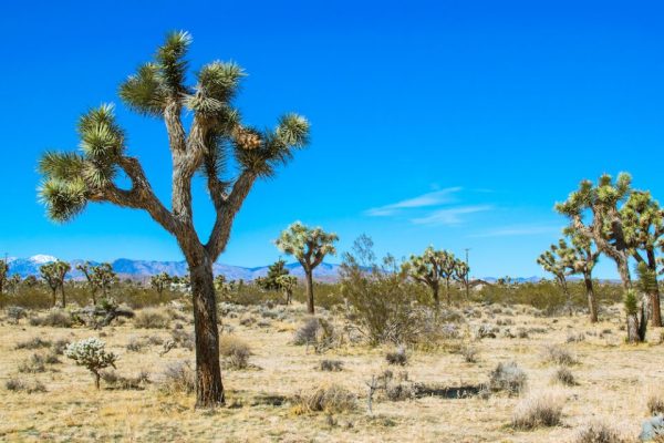 Chiropractic Practice for Sale in Palmdale CA