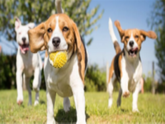 Well Established Dog Day Care and Boarding