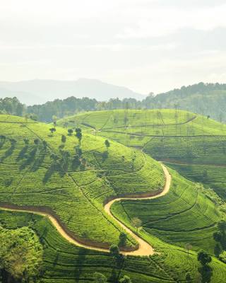 Large Tea Estate for Sale (Sri Lanka)