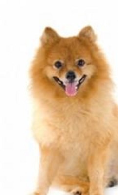 Established Pet Store for Sale in Rockingham County