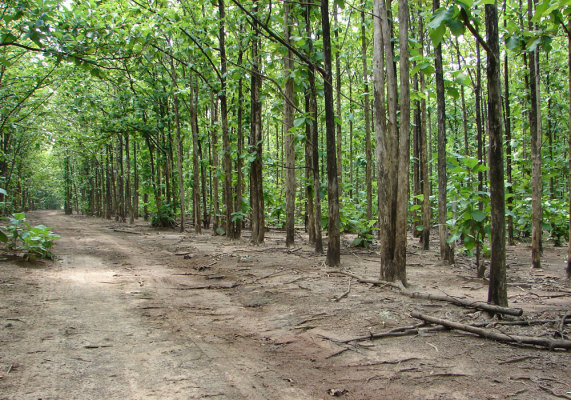 Tea Trees Plantation in Costa Rica (2500 hec)