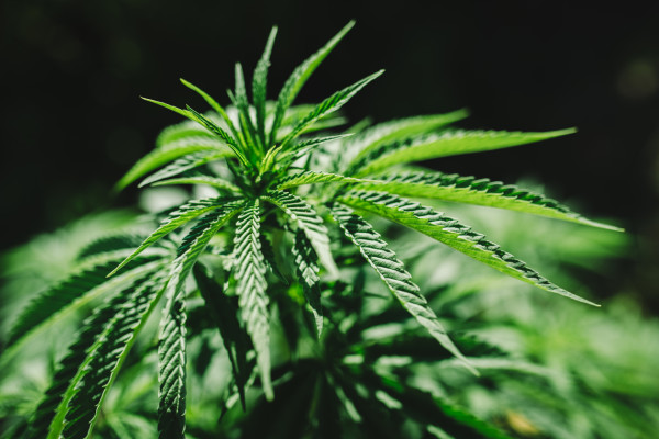 Recession Resistant Cannabis Shop