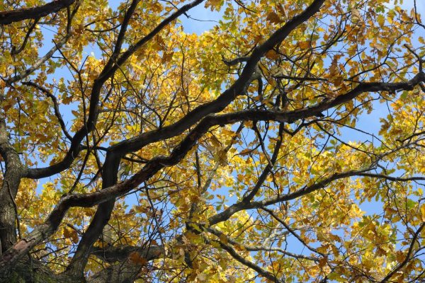 Woodland, CA CPA Firm for Sale