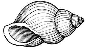 Public Shells, SPACs, Reverse Merger Candidates