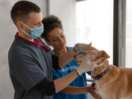 9 Year B2B Service Provider in the Pet Care Space