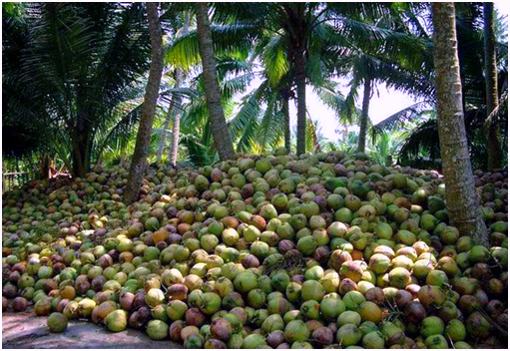 Seek Buyer Coconut Plantaton