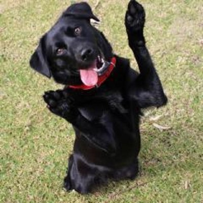 Dog Walking Service in Metro Boston