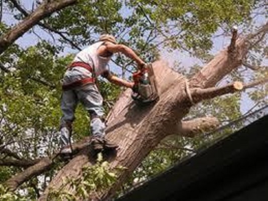 Tree Service Business for Sale in Wayne County, PA