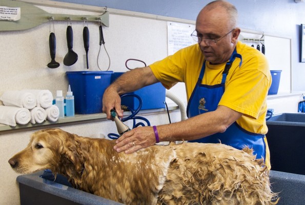 Pet Supplies and Grooming