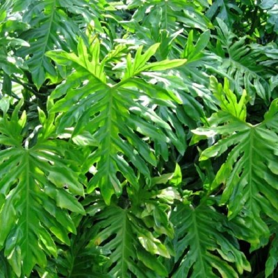 Wholesale Production Foliage Nursery & R.E