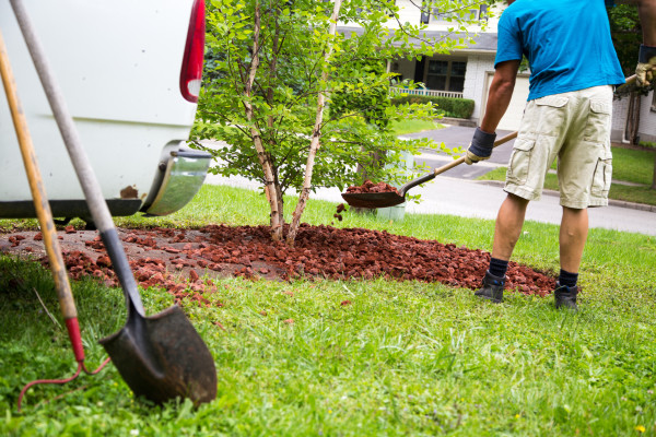 Landscaping Tree Company