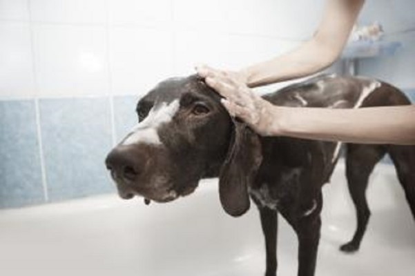 Pet Grooming and Retail Business in Nassau County