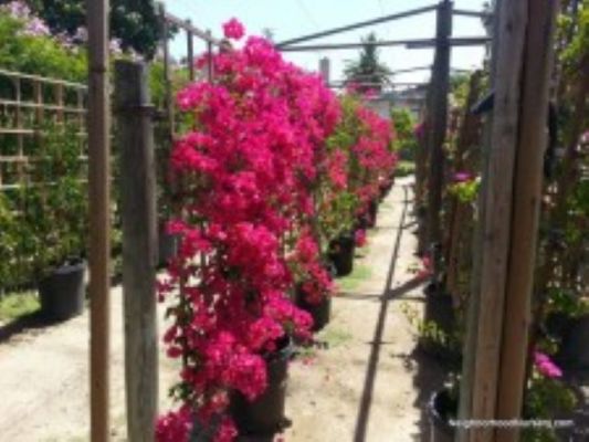 Plant and Flower Wholesale Distributor, Nursery