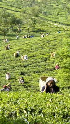 1000 Acres Tea Estate and Business for Sale