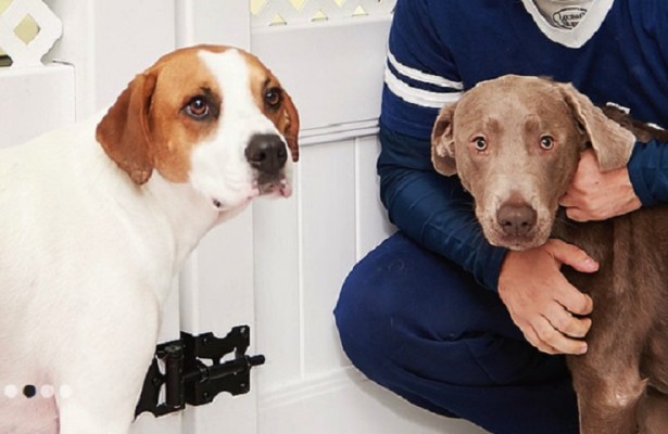 Upscale Pet Groomers for Sale in NY