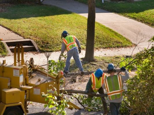 Professional, Established North Central Texas Tree Svc.