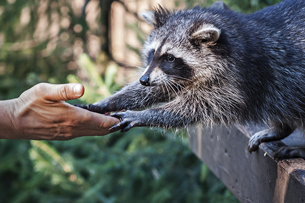 Wildlife Removal & Pest Control Company