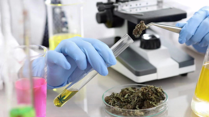Cannabis Laboratory, ISO certified